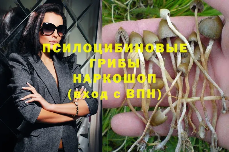 Псилоцибиновые грибы Psilocybe  как найти   Владикавказ 